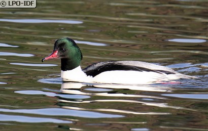 Harle bièvre