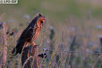 Hibou moyen-duc