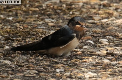Hirondelle rustique