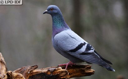 Pigeon biset