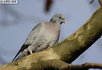 Pigeon colombin
