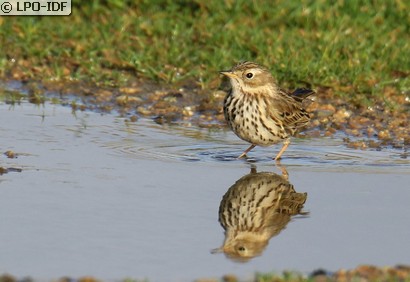 Pipit farlouse