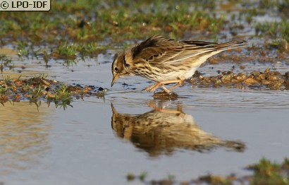 Pipit farlouse
