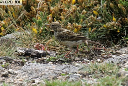 Pipit farlouse