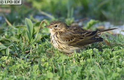 Pipit farlouse