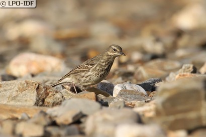Pipit maritime
