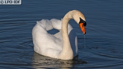 Cygne tuberculé