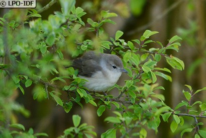 Fauvette des jardins