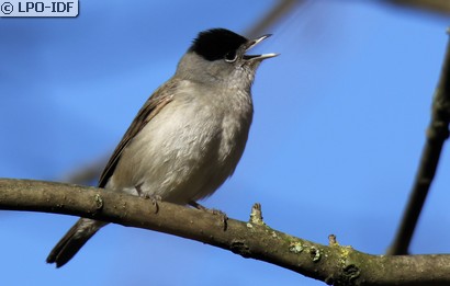 Fauvette à tête noire