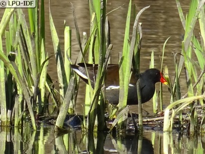Gallinule poule-d'eau