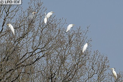 Grande Aigrette