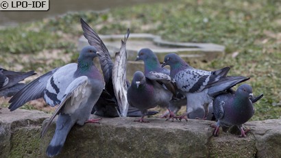 Pigeon biset