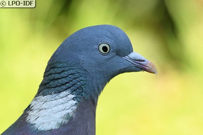 Pigeon ramier