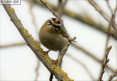 Roitelet à triple bandeau