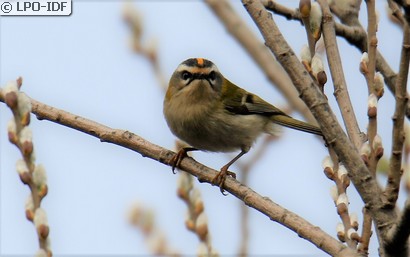 Roitelet à triple bandeau