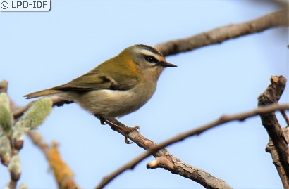 Roitelet à triple bandeau