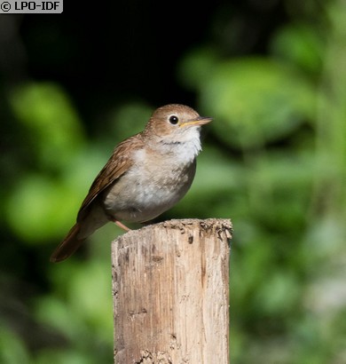 Rossignol philomèle