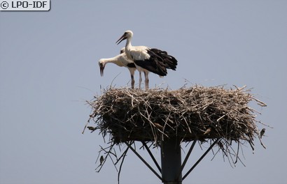 Cigogne blanche