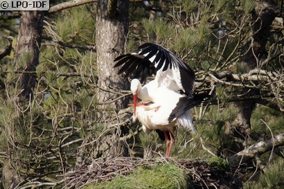 Cigogne blanche