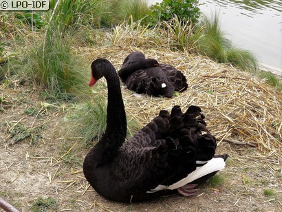 Cygne noir