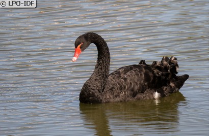 Cygne noir