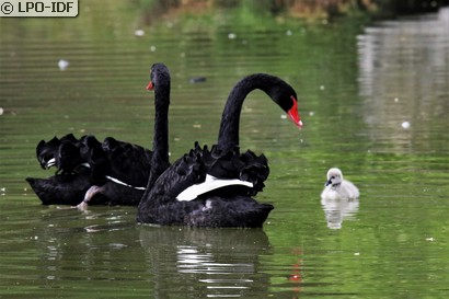 Cygne noir