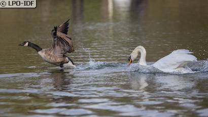 Cygne tuberculé