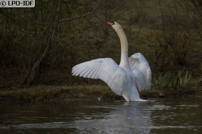Cygne tuberculé
