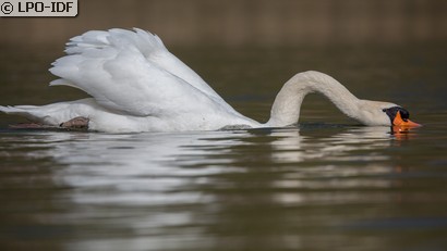 Cygne tuberculé