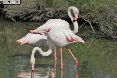 Flamant rose