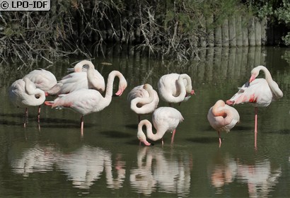 Flamant rose
