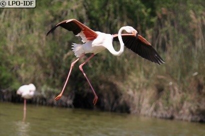 Flamant rose