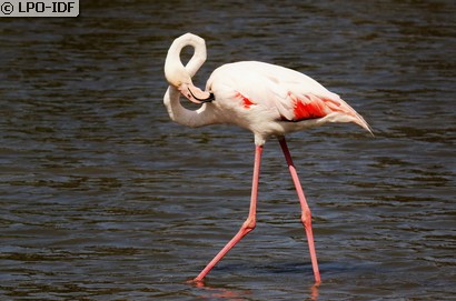 Flamant rose