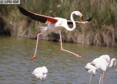 Flamant rose