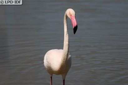 Flamant rose
