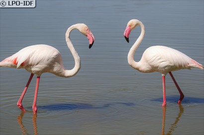 Flamant rose