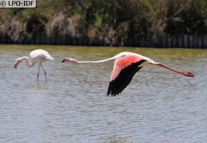 Flamant rose