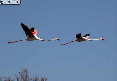 Flamant rose