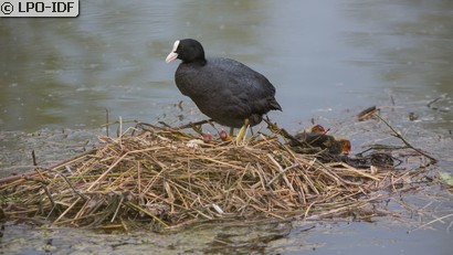 Foulque macroule