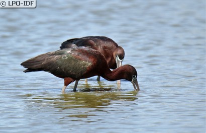 Ibis falcinelle