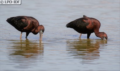 Ibis falcinelle