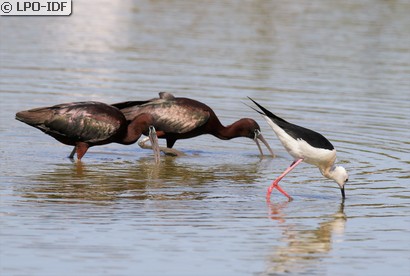 Ibis falcinelle