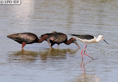Ibis falcinelle