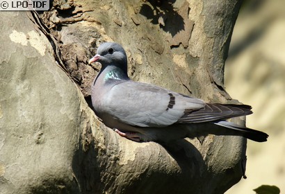 Pigeon colombin