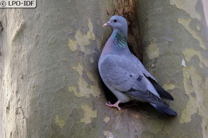 Pigeon colombin