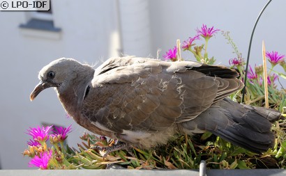 Pigeon ramier