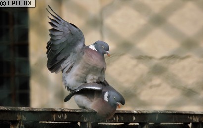 Pigeon ramier