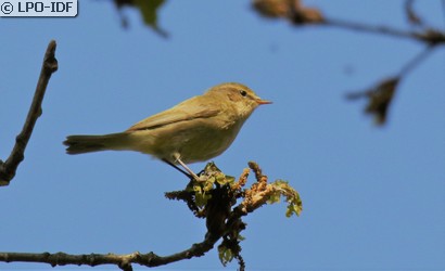 Pouillot véloce