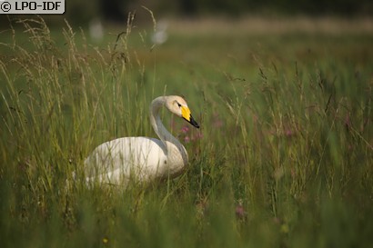 Cygne chanteur