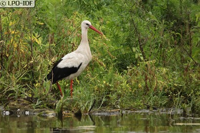 Cigogne blanche